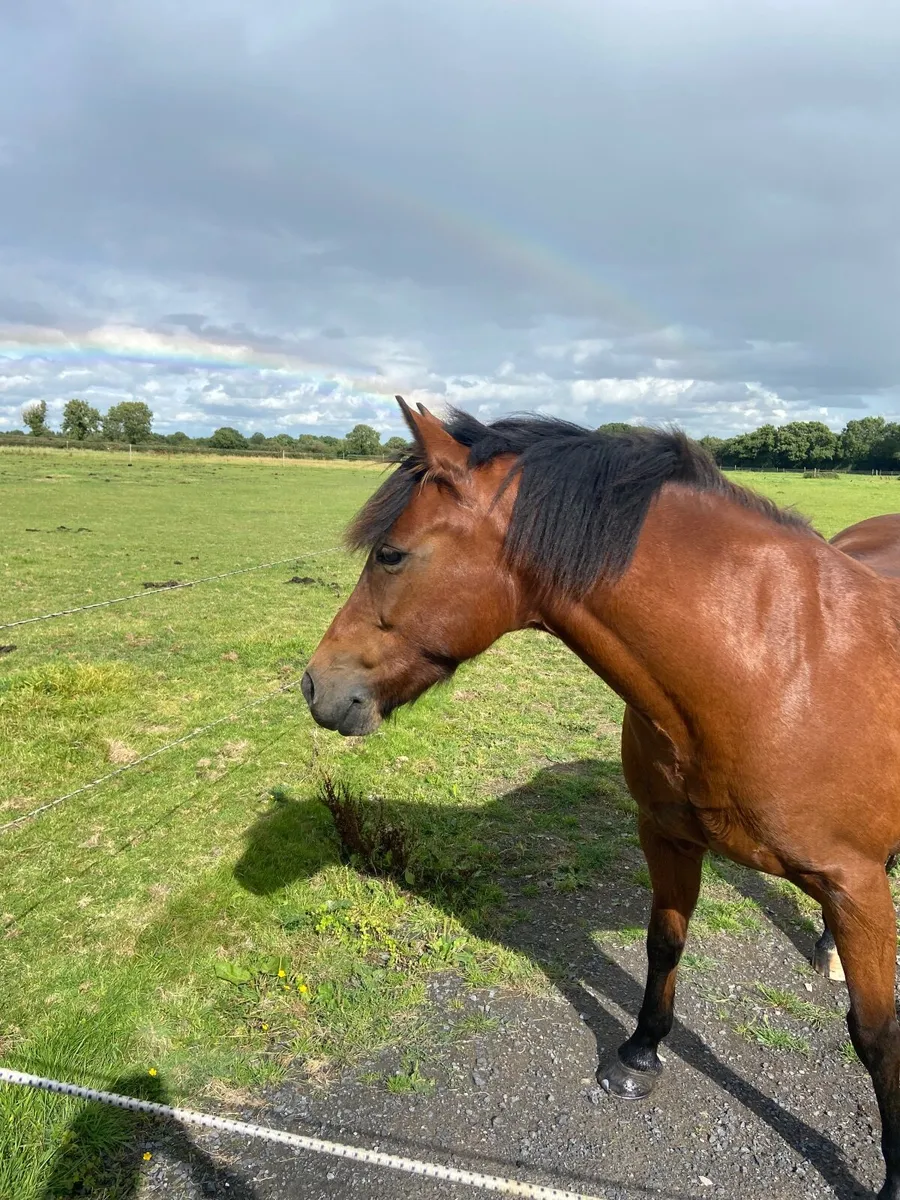 138cm allrounder  pony - Image 1