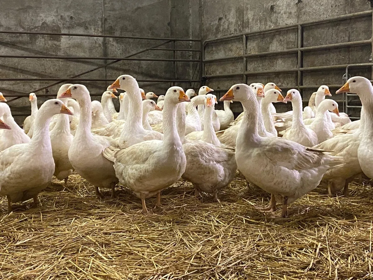 Christmas Geese - Image 4