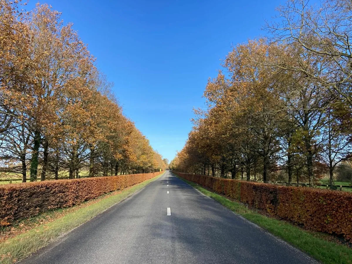 Beech Hedging for sale 🌳 - Image 3