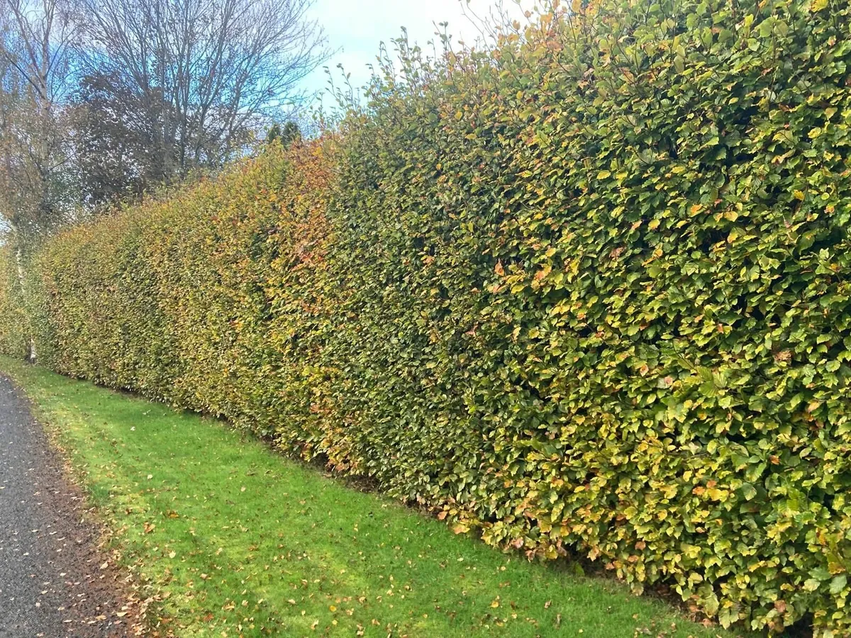 Beech hedging for sale 🌳 - Image 2