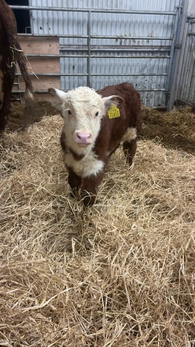 Hereford/Angus PBR cows with bull calves at foot - Image 1