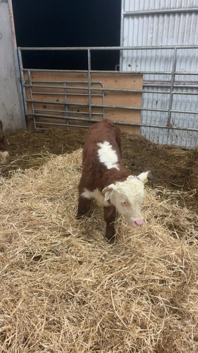 Hereford/Angus PBR cows with bull calves at foot - Image 2