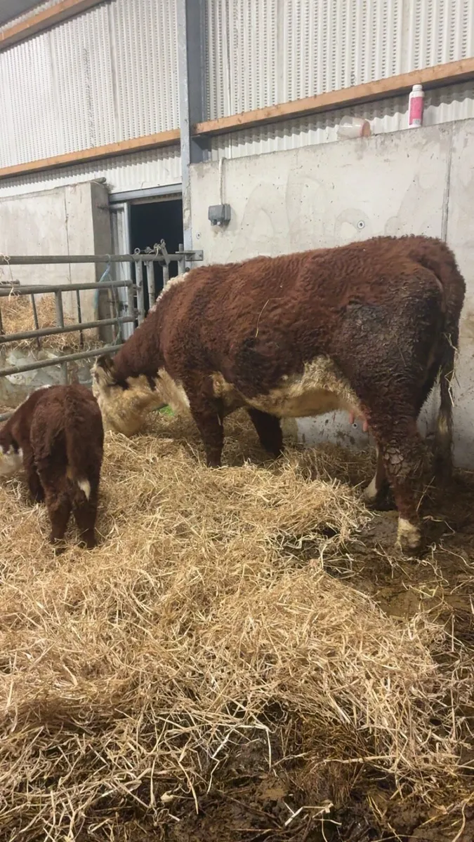 Hereford/Angus PBR cows with bull calves at foot - Image 3