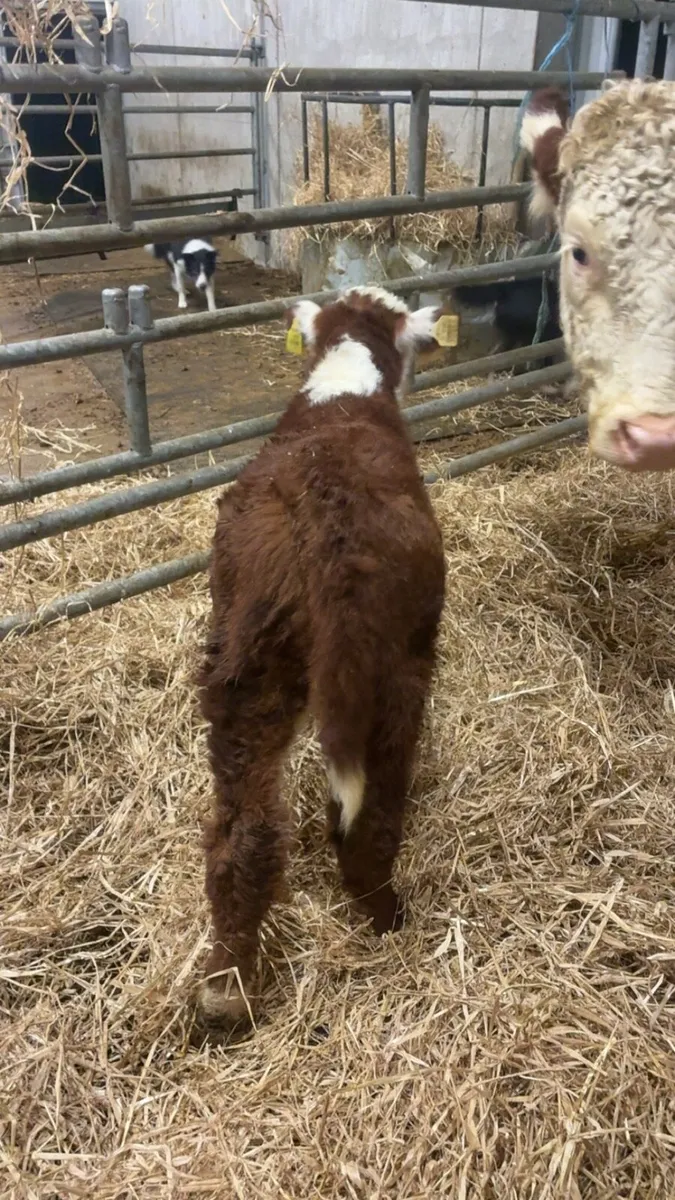 Hereford/Angus PBR cows with bull calves at foot - Image 4