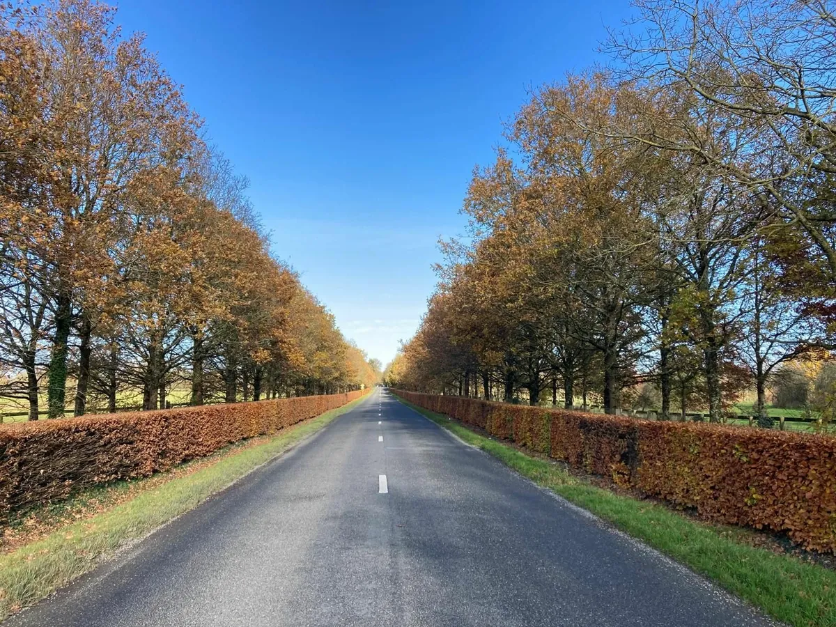 Beech hedging for sale 🌳 - Image 4