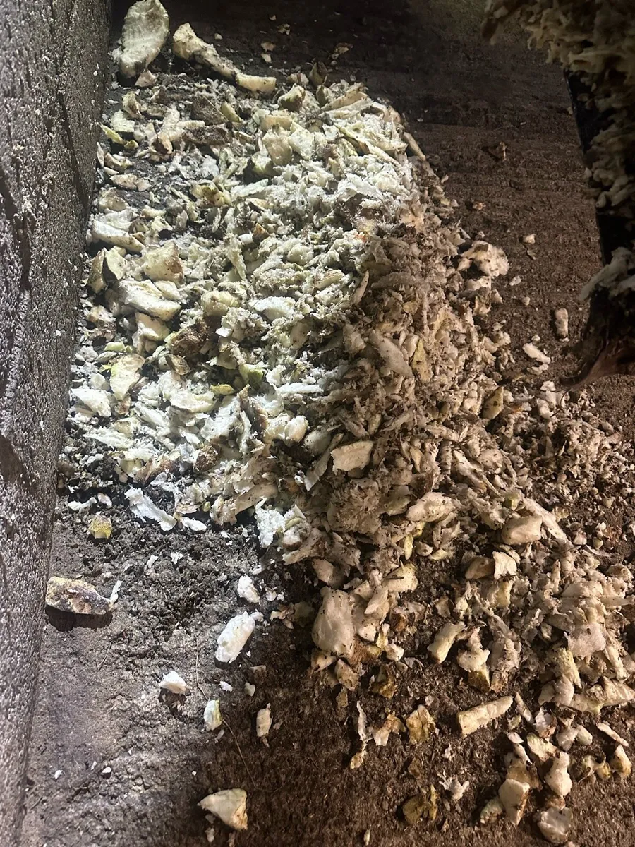 Fodder beet chopper - Image 3