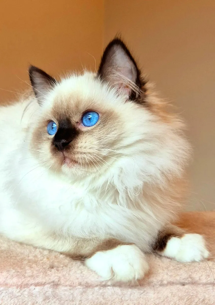Ragdoll male kitten gccf - Image 2