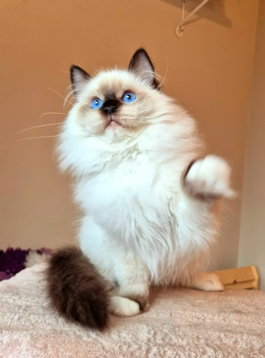 Ragdoll male kitten gccf - Image 3