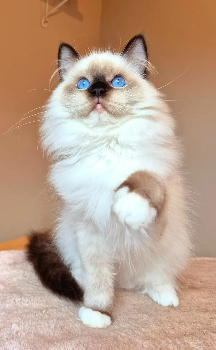 Ragdoll male kitten gccf - Image 4