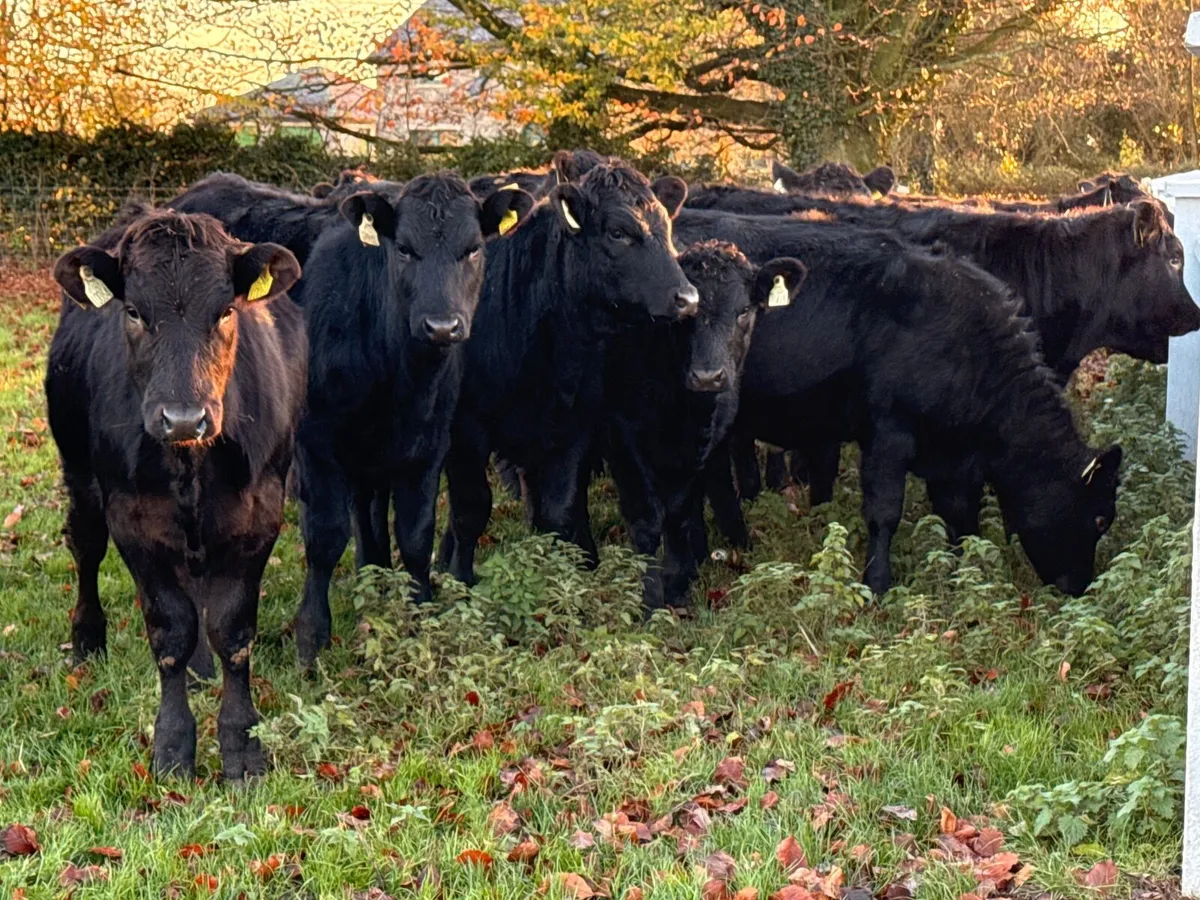 20 Black Limousin Heifer Weanlings (300kgs) - Image 3