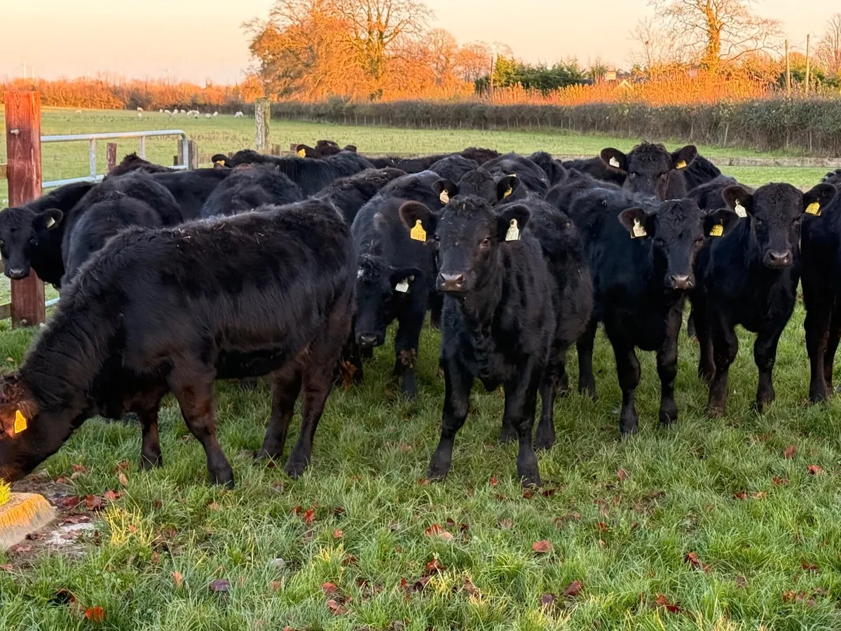 20 Black Limousin Heifer Weanlings (300kgs) - Image 2