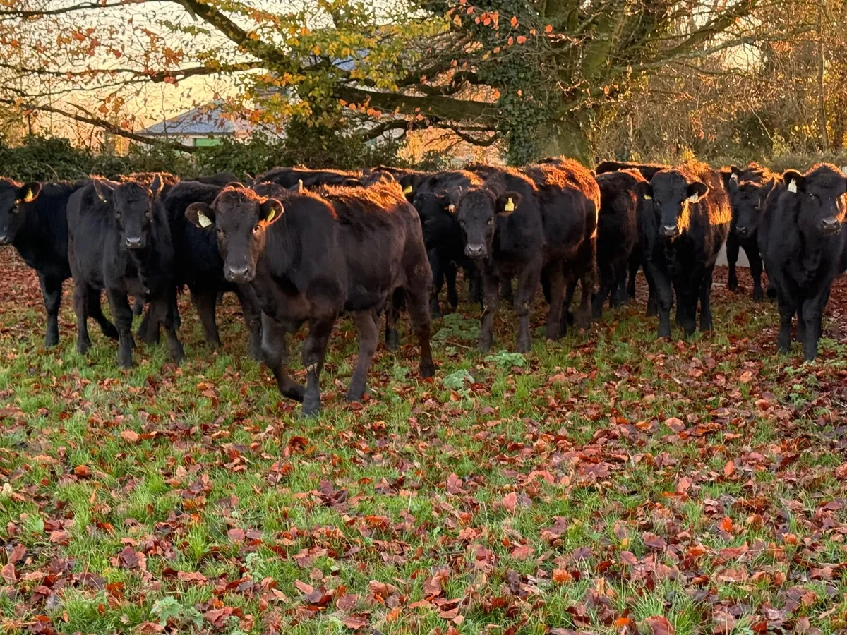 20 Black Limousin Heifer Weanlings (300kgs) - Image 1