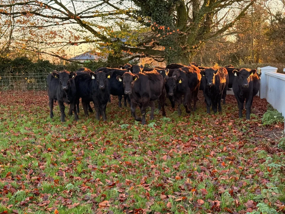 20 Black Limousin Heifer Weanlings (300kgs) - Image 4