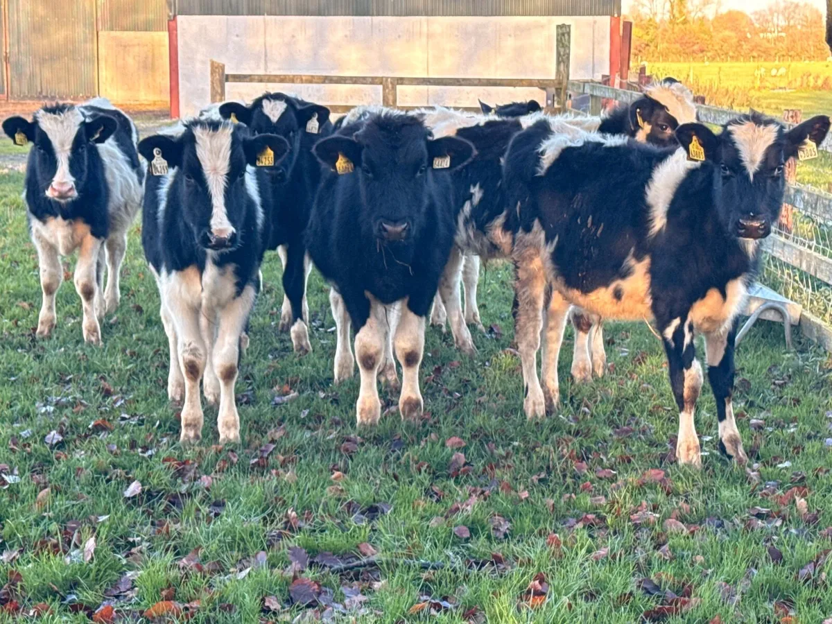 8 British Fresian Bull Weanlings - Image 1
