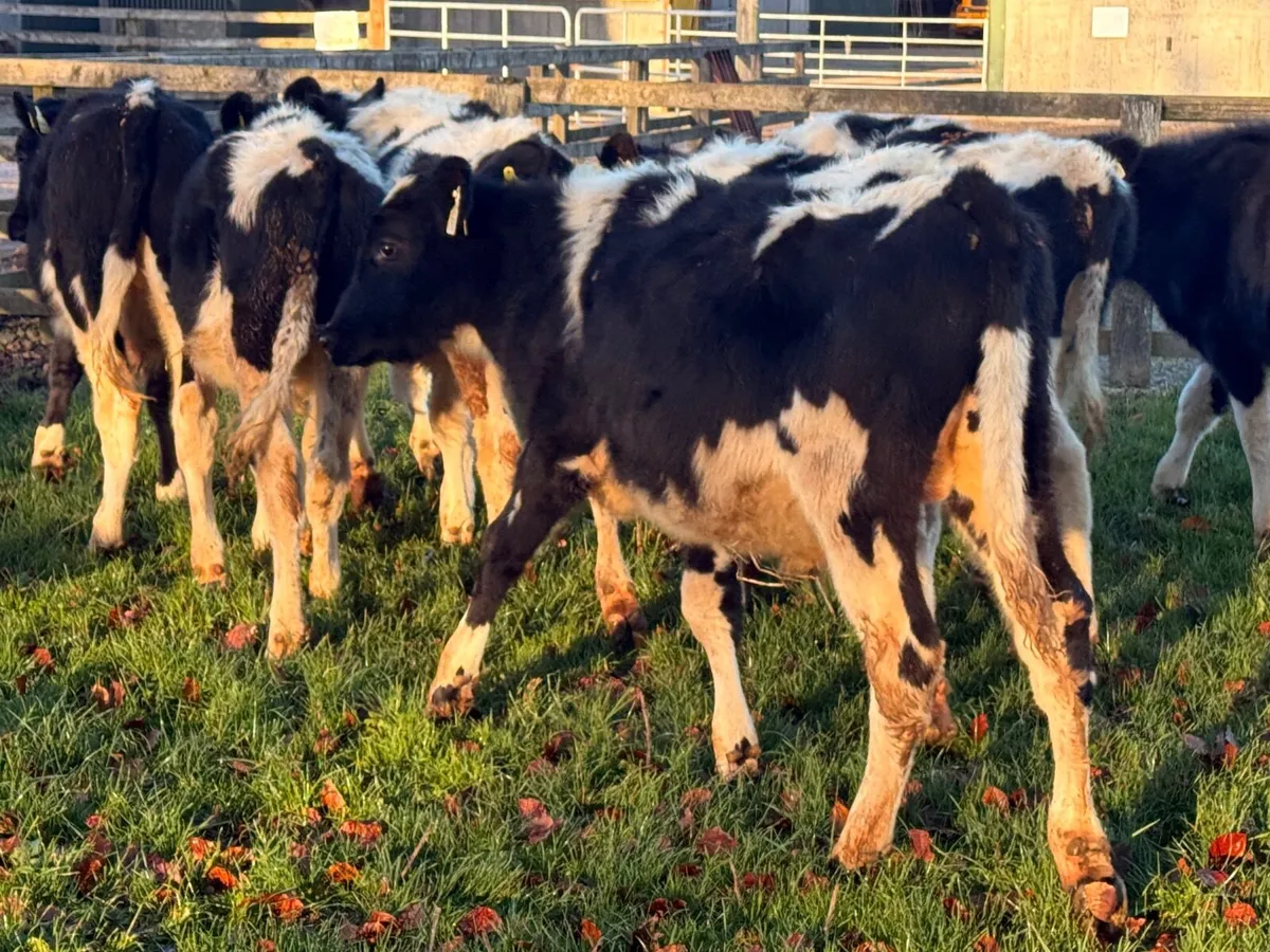 8 British Fresian Bull Weanlings - Image 2