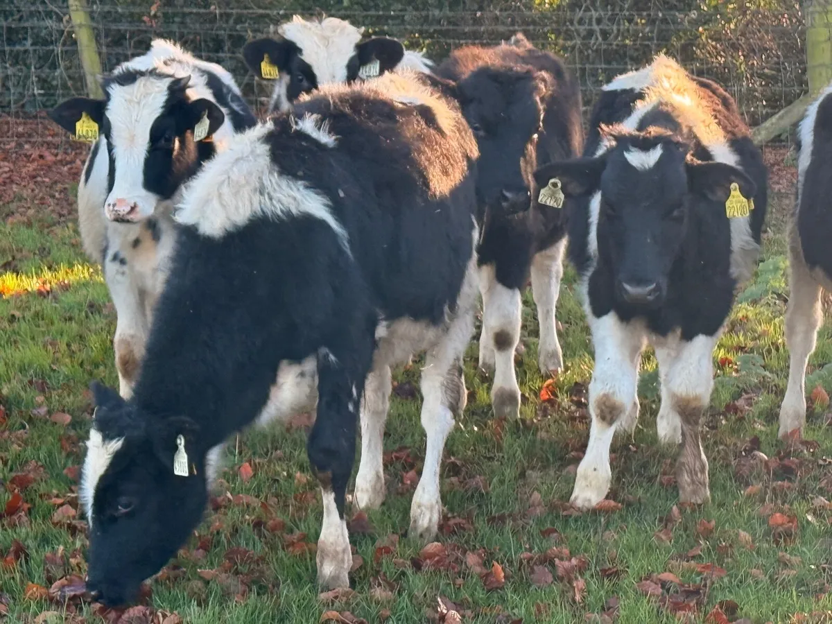 8 British Fresian Bull Weanlings - Image 3