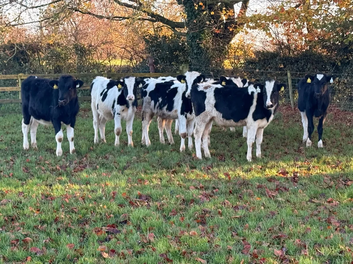 8 British Fresian Bull Weanlings - Image 4