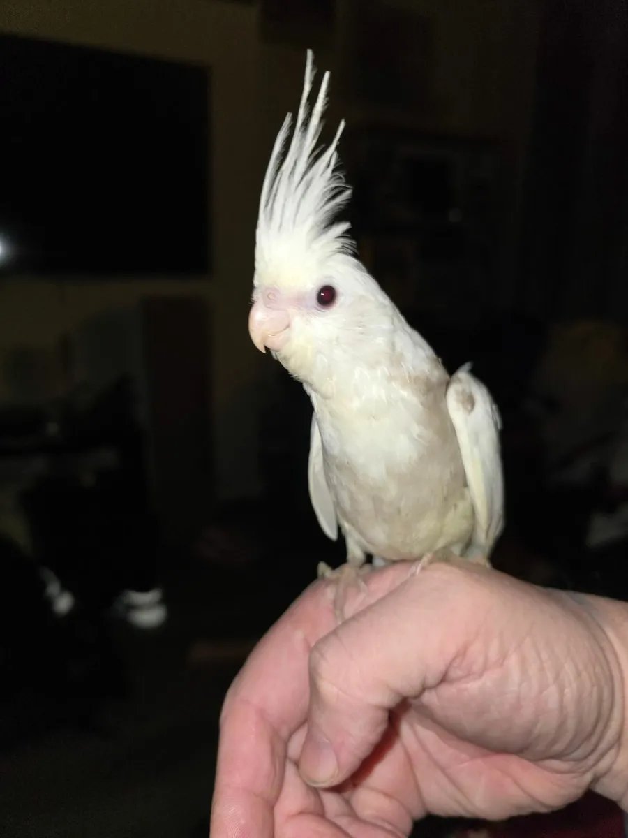Two Hand reared cockatiels - Image 1