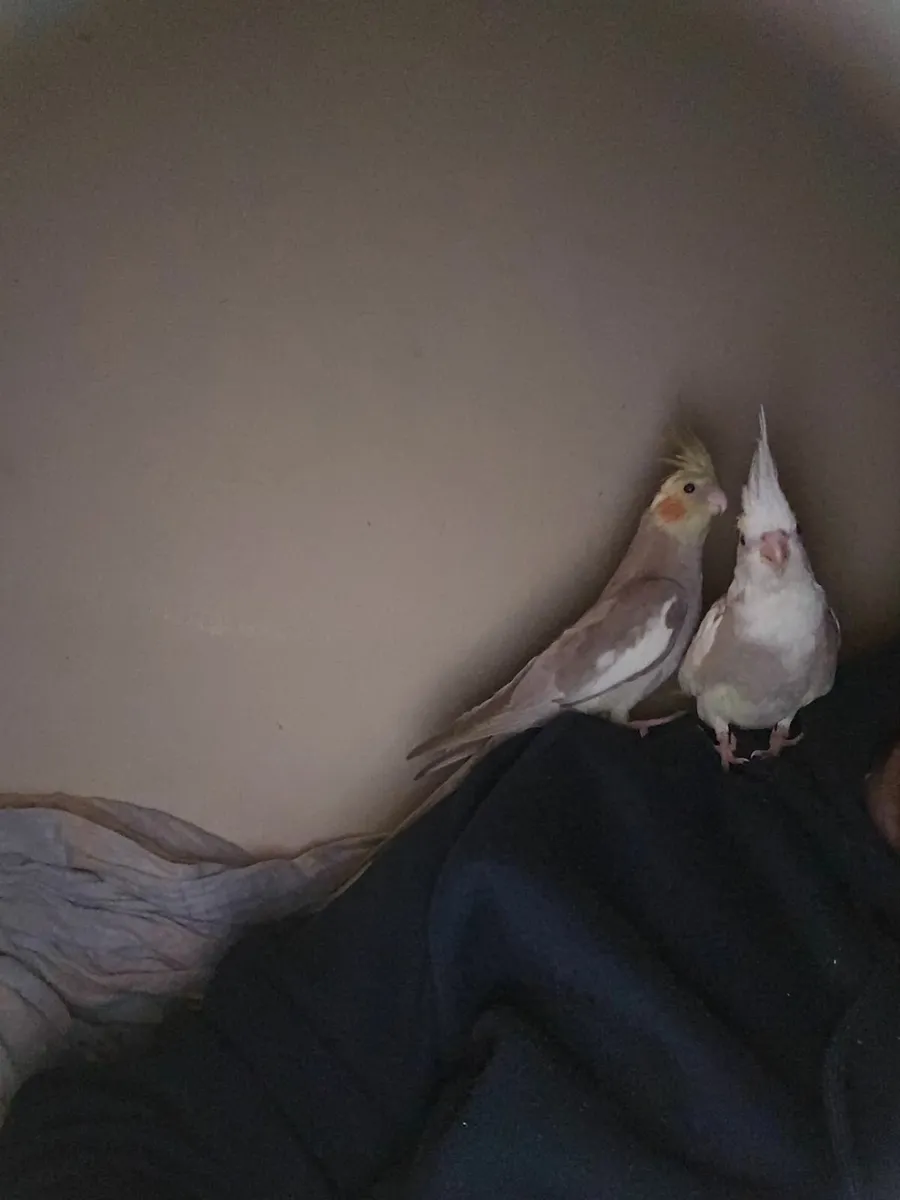 Two Hand reared cockatiels - Image 2