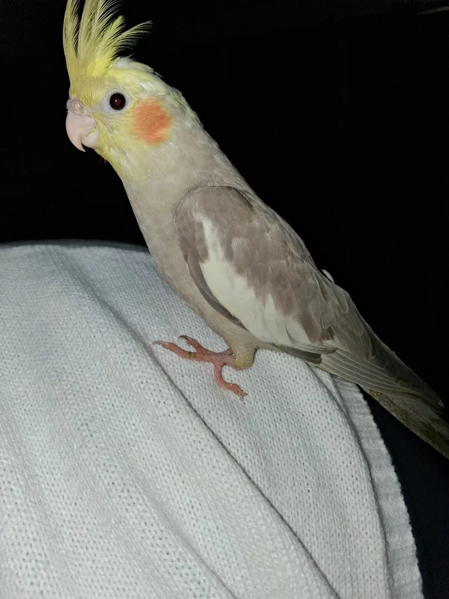Two Hand reared cockatiels - Image 3