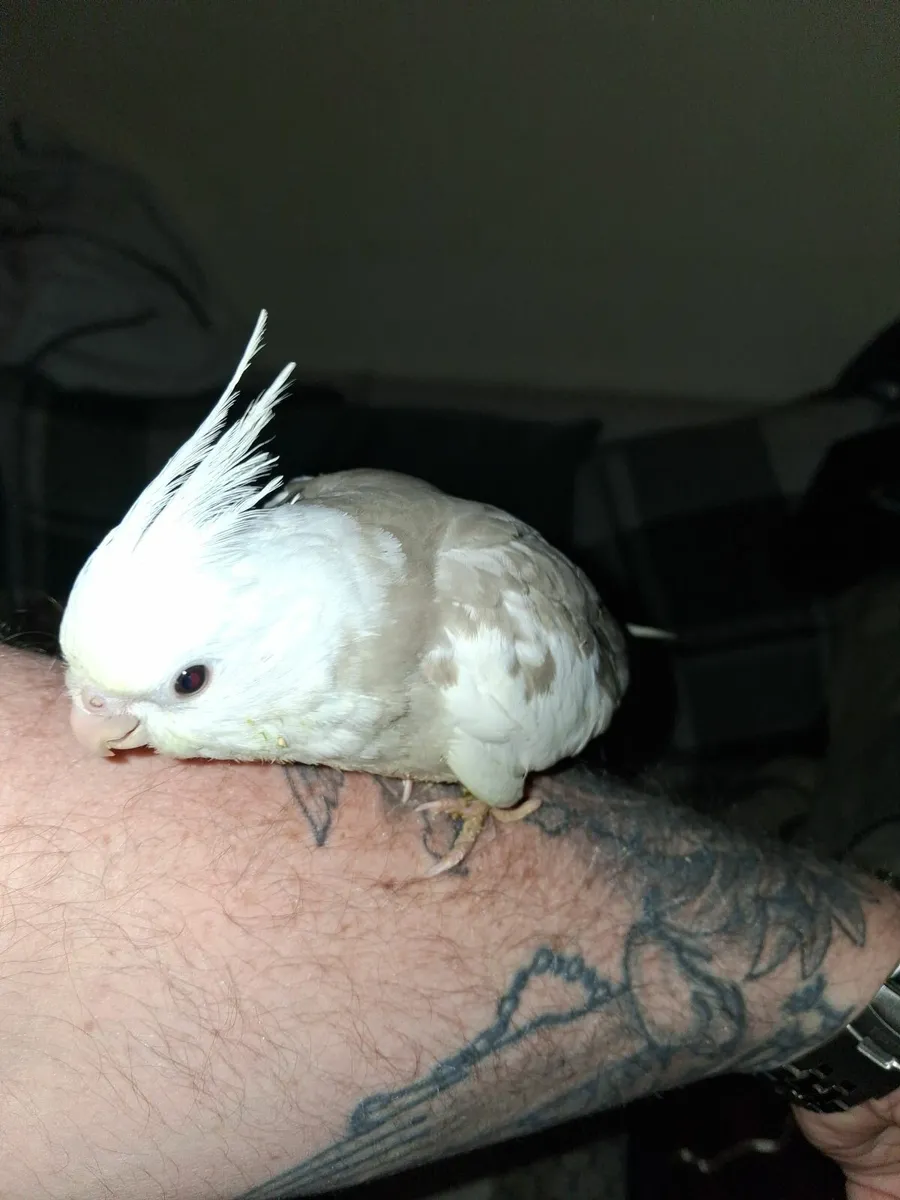 Two Hand reared cockatiels - Image 4