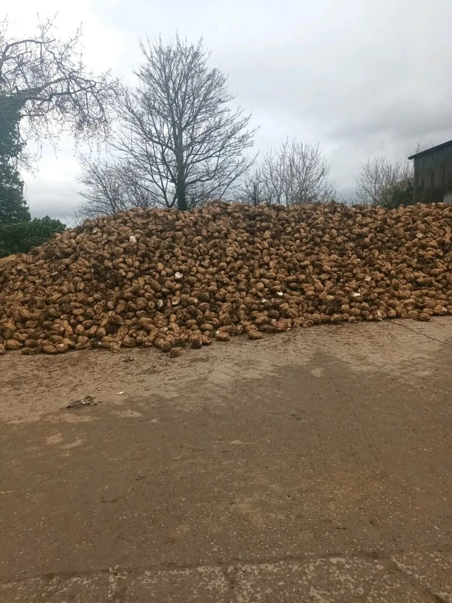 Straw Sugar Beet - Image 1