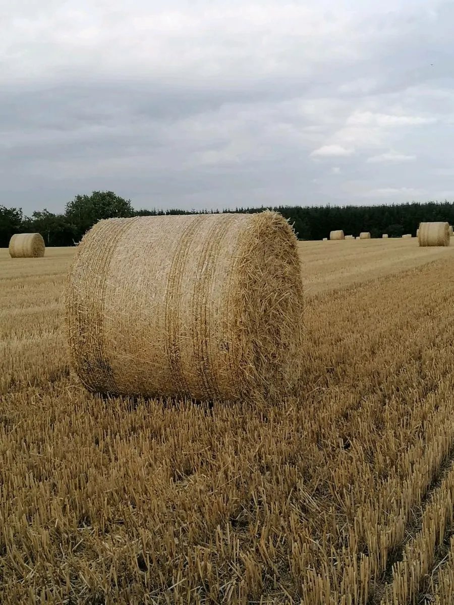 Straw Sugar Beet - Image 2