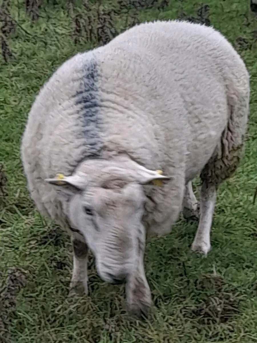 North Country cheviot ram - Image 3