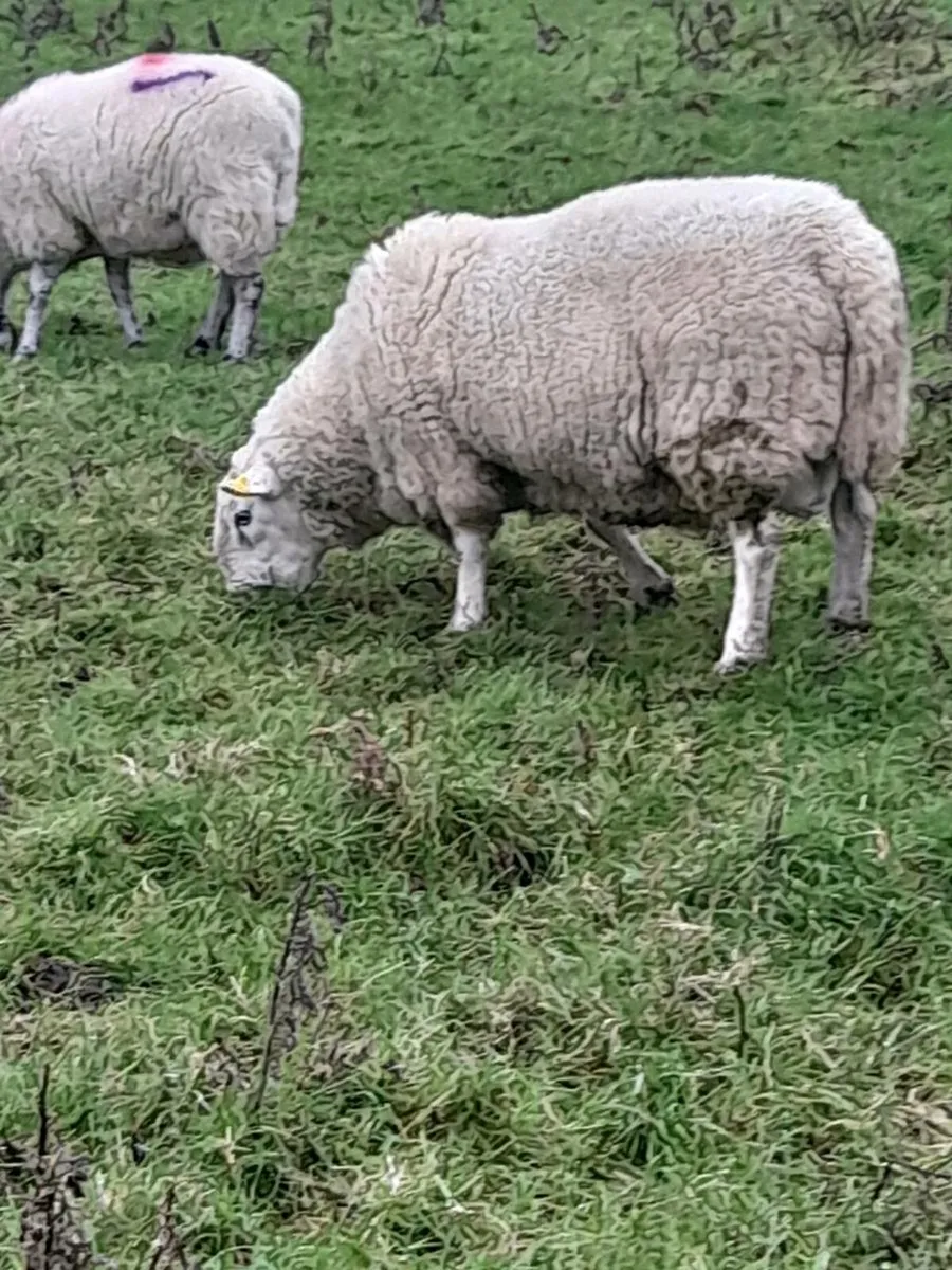 North Country cheviot ram - Image 4