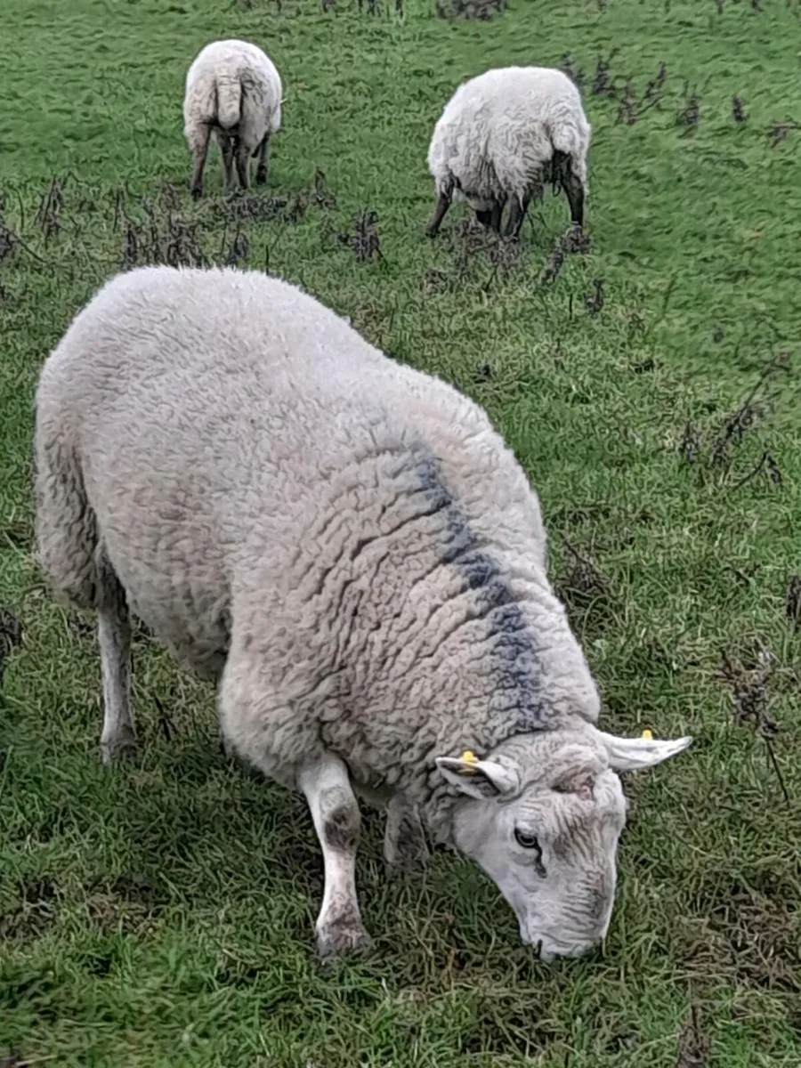 North Country cheviot ram - Image 1
