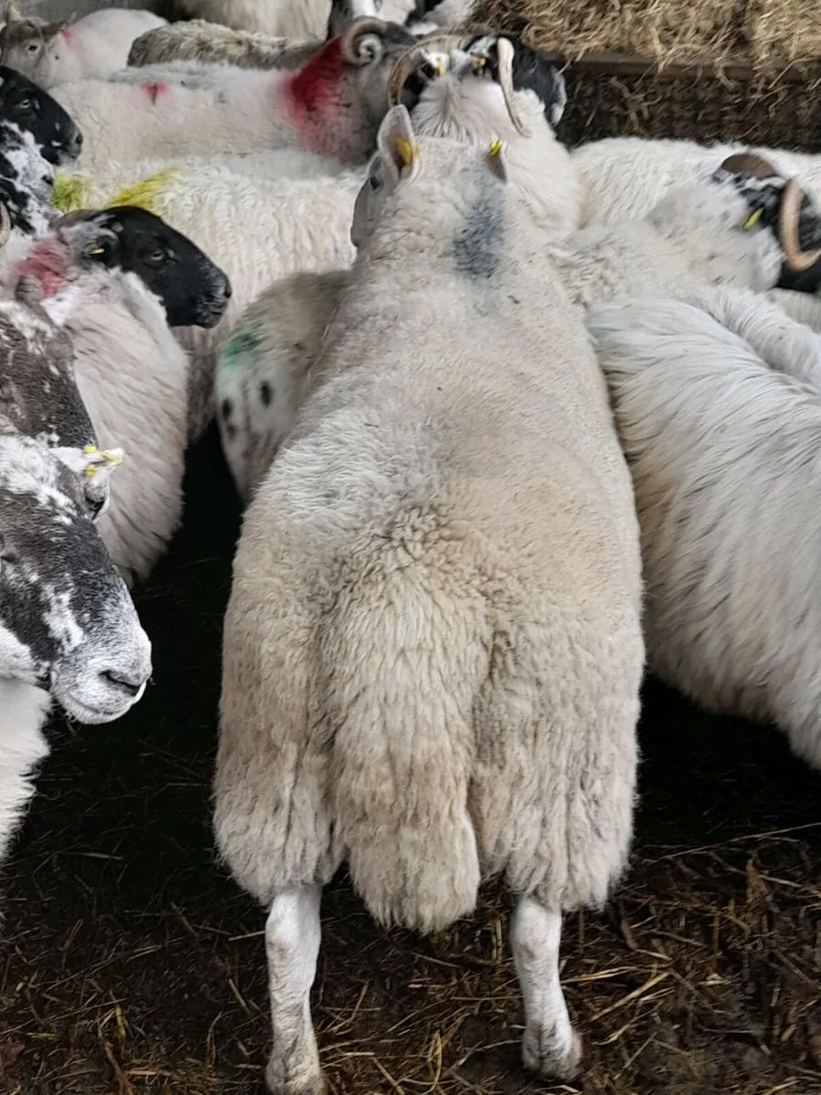 North Country cheviot ram - Image 2