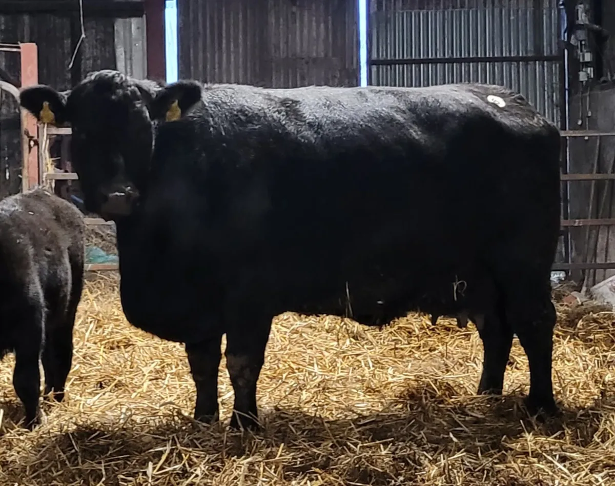 *** Pedigree Angus Cow *** - Image 2