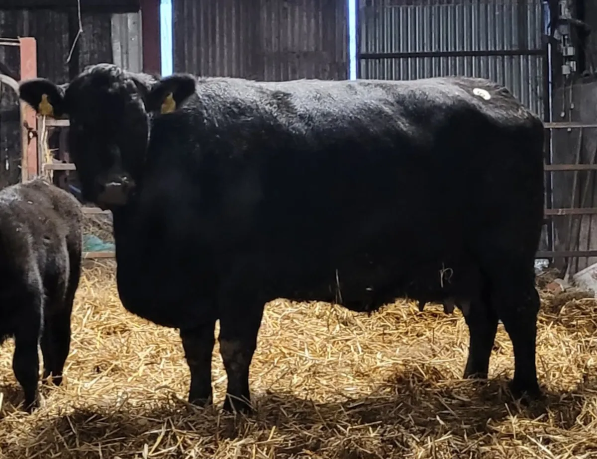 *** Pedigree Angus Cow *** - Image 1