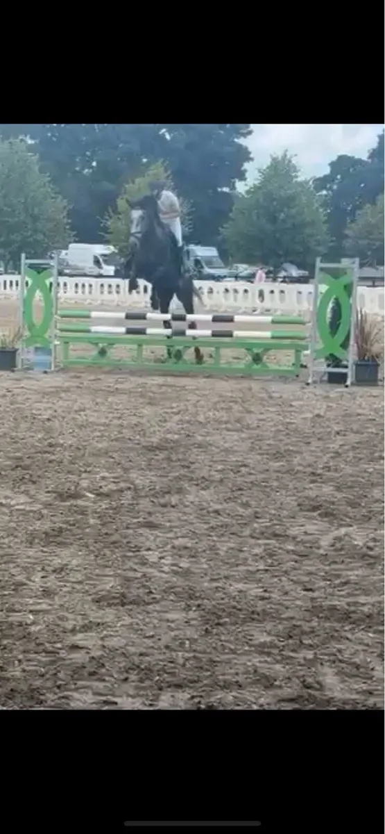 5 year old Showjumper - Image 4