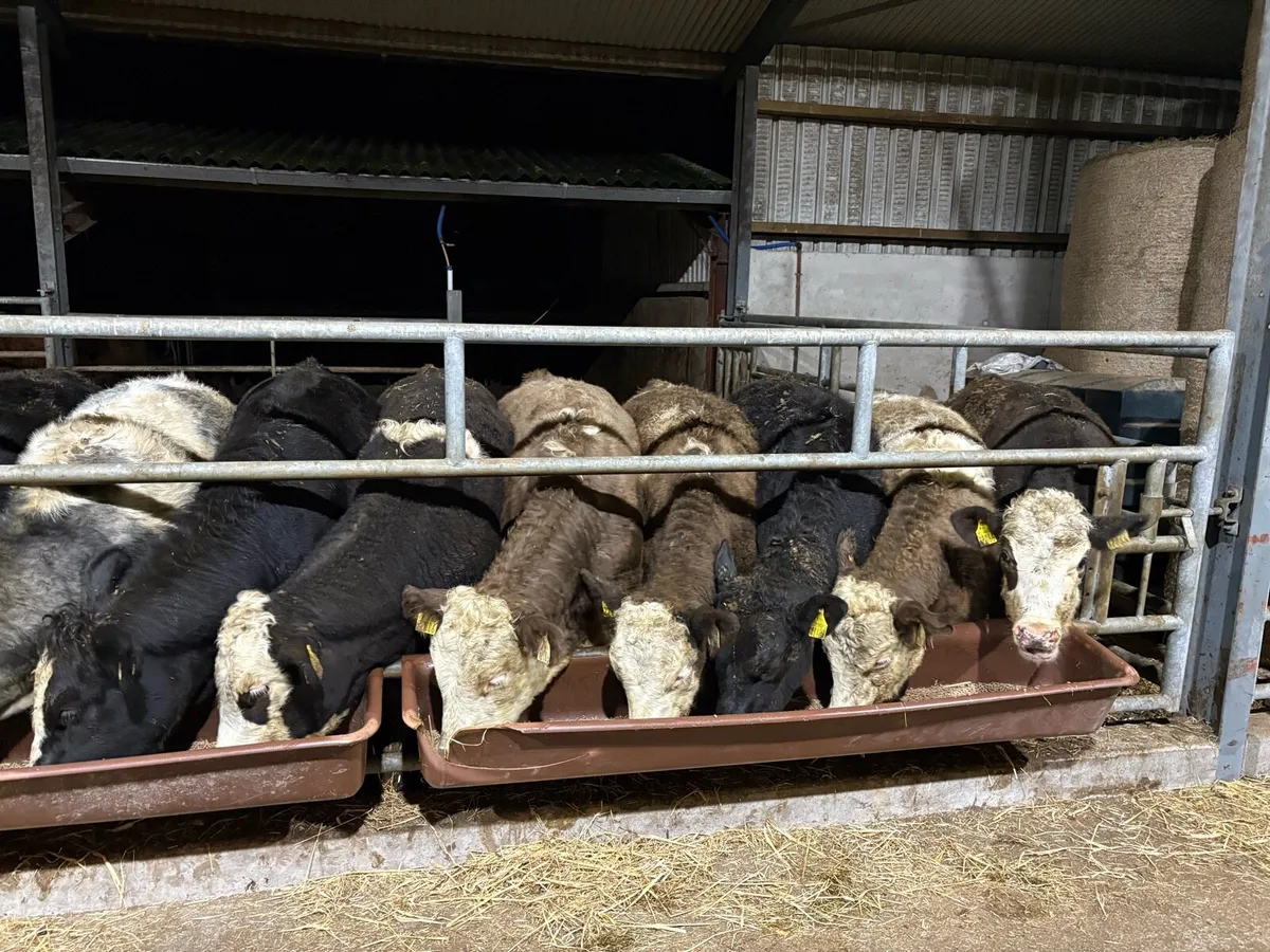 Heifers for sale - Image 4