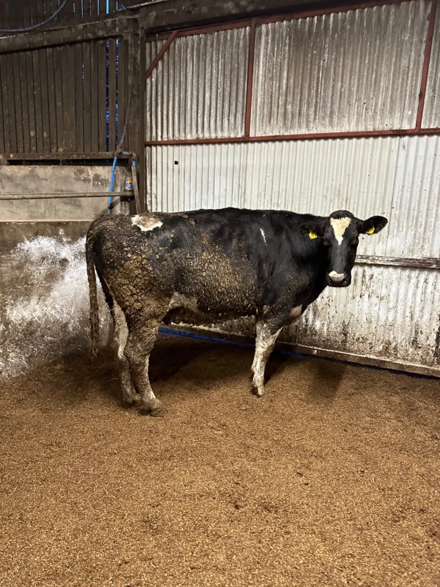 Springing Friesian heifer - Image 2