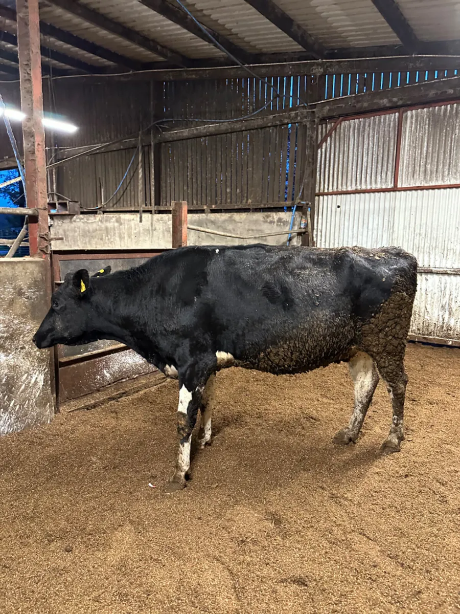 Springing Friesian heifer - Image 3