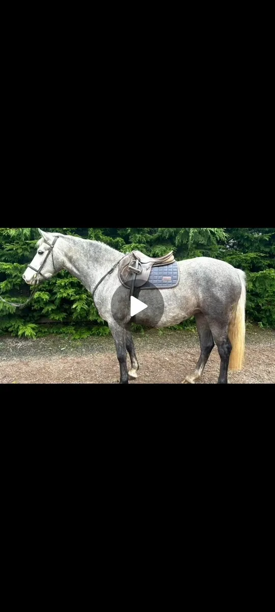 Connemara pony - Image 2