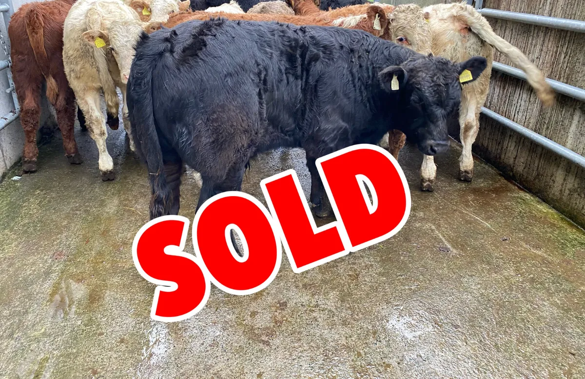 Mixed Grill @ Leinster Livestock - Image 1