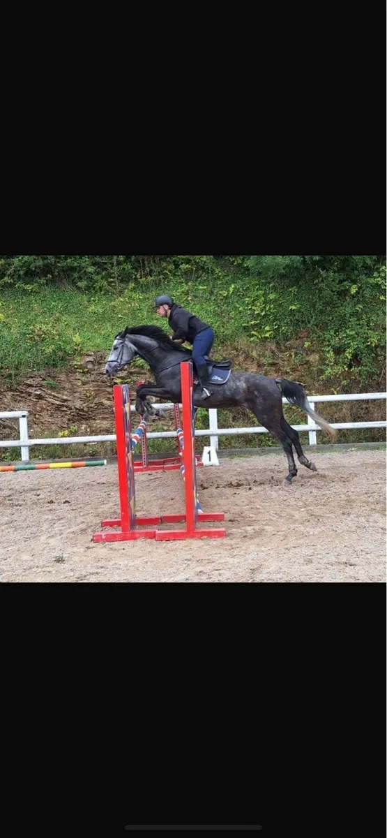 5 year old Showjumper - Image 1