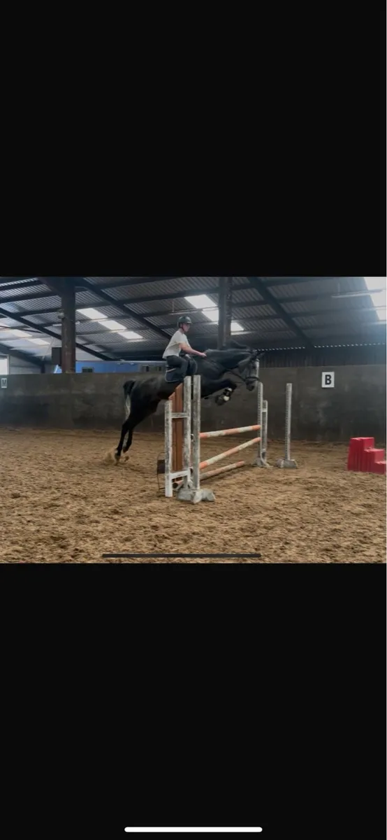5 year old Showjumper - Image 2