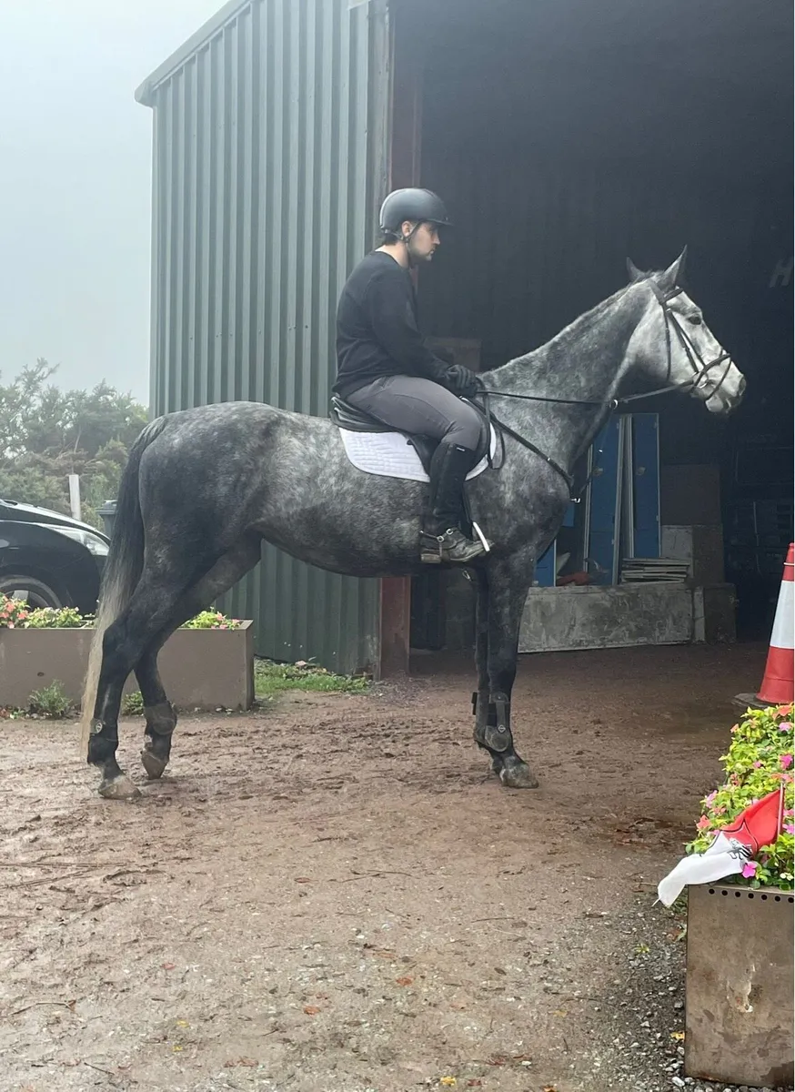 5 year old Showjumper - Image 3