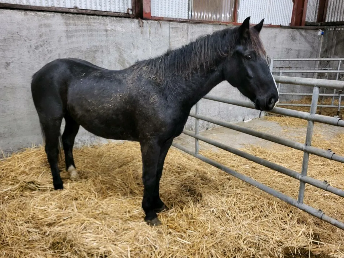 3yr old Draft gelding - Image 1