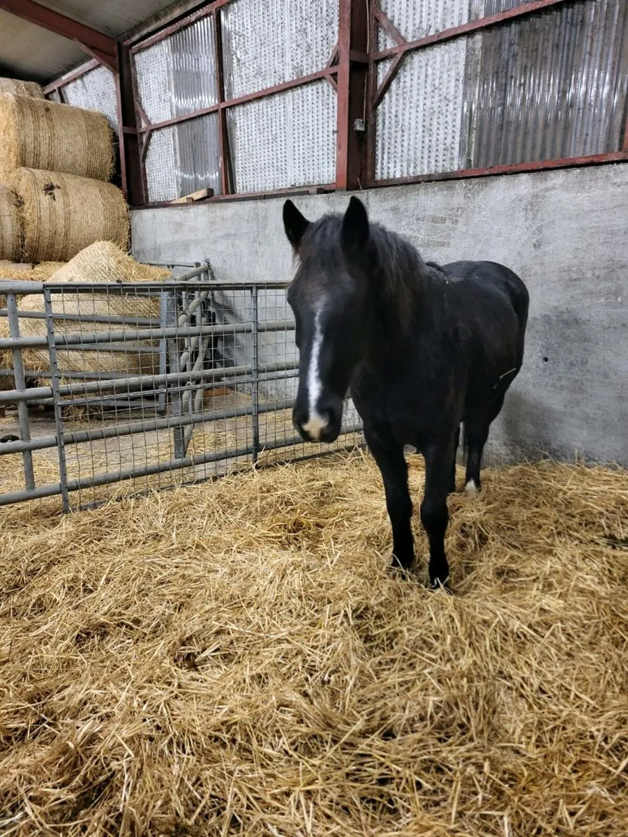 3yr old Draft gelding - Image 2