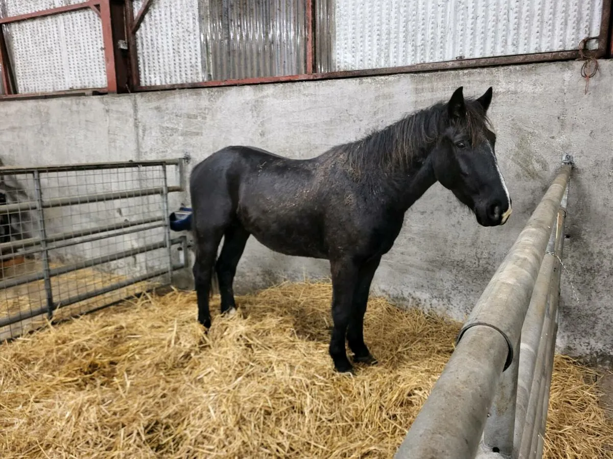 3yr old Draft gelding - Image 3
