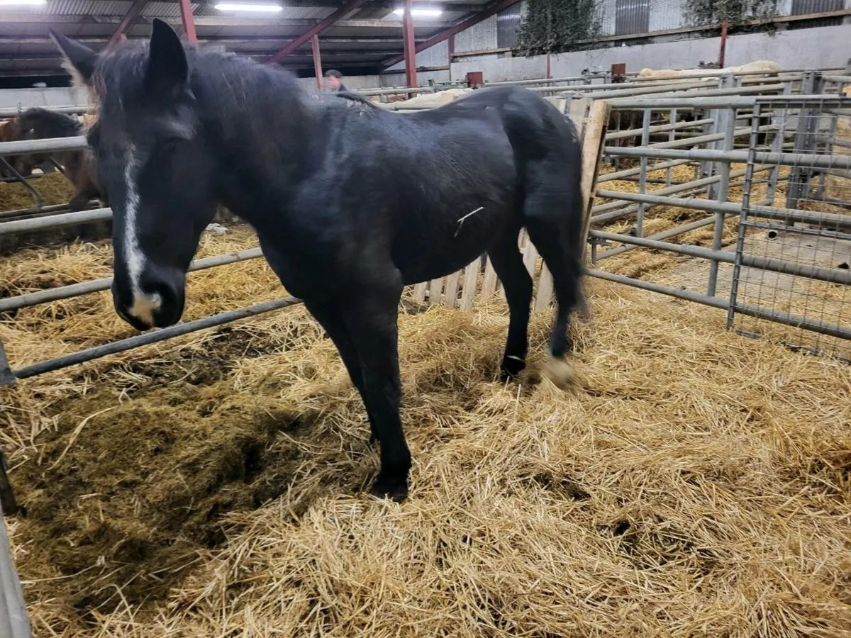 3yr old Draft gelding - Image 4