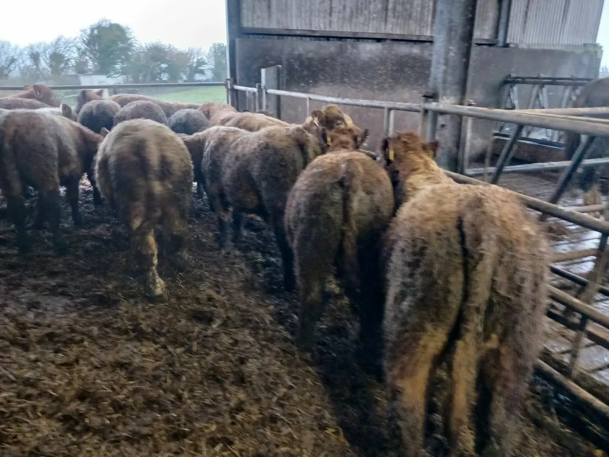 Ch bull weanling - Image 1