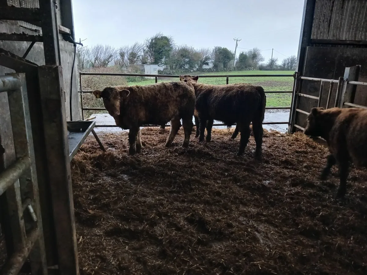 Ch bull weanling - Image 3