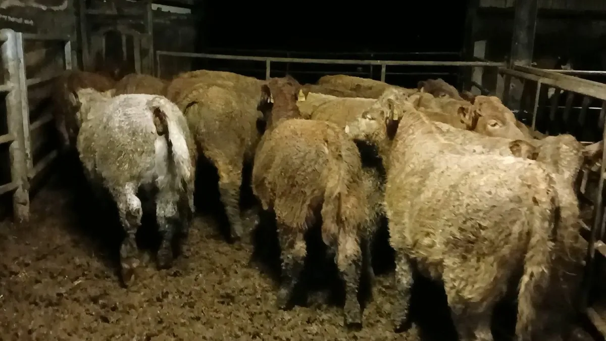 Ch bull weanling - Image 4