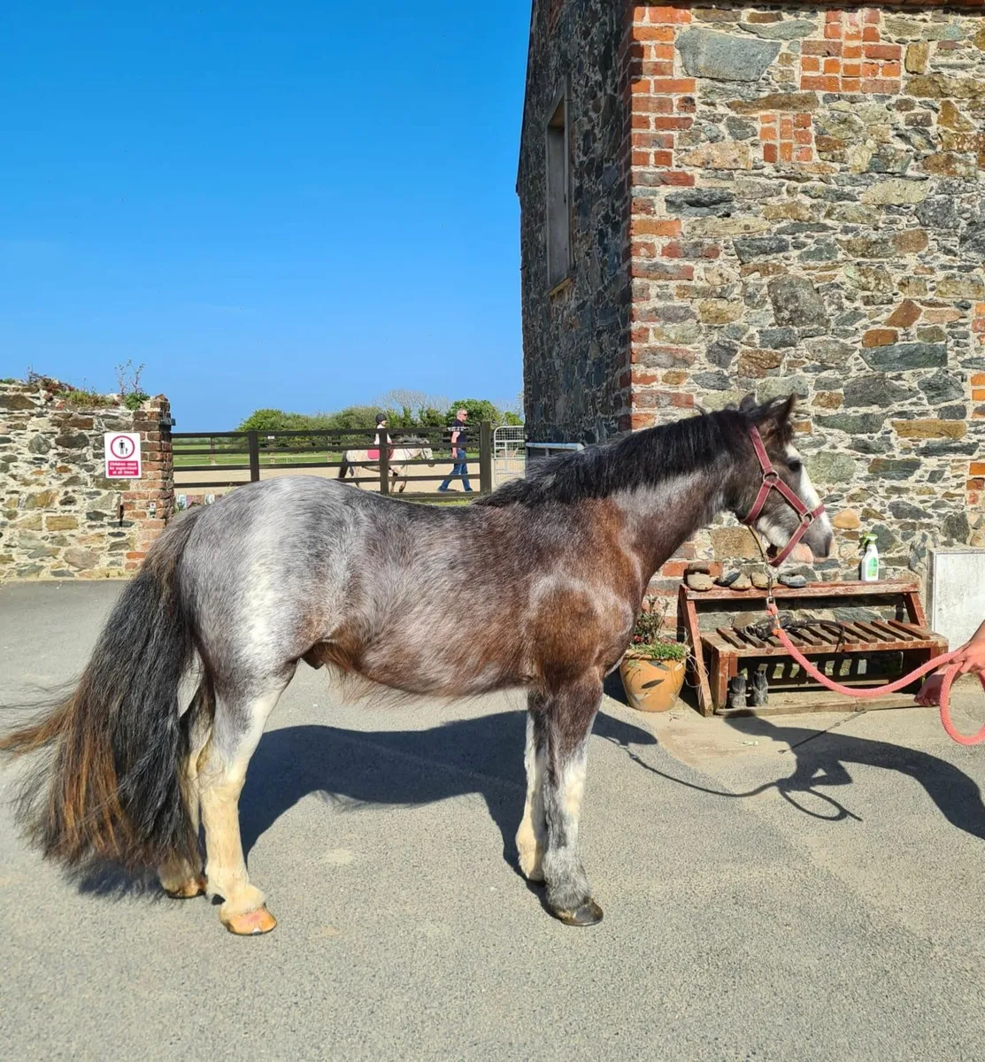 Buddy Lot 402 Clifden Sat 29th - Image 3